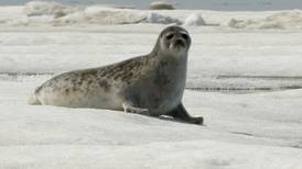 State, North Slope Borough file lawsuit seeking to remove ringed seals’ threatened listing