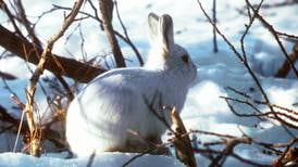 Somewhat mysterious and difficult to spot, count yourself lucky if you see the Arctic hare 