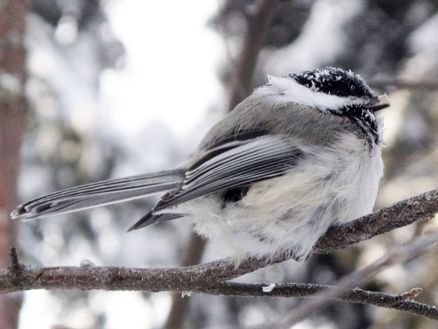 A black-capped chickadee holds a sunflower seed in its beak at 40 degrees below