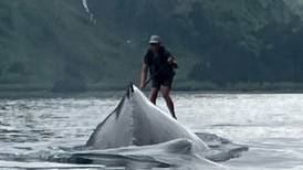 Humpback whale nearly knocks paddler off board near Whittier