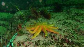 Can sunflower sea stars keep sea urchins from overfeeding on declining kelp forests?