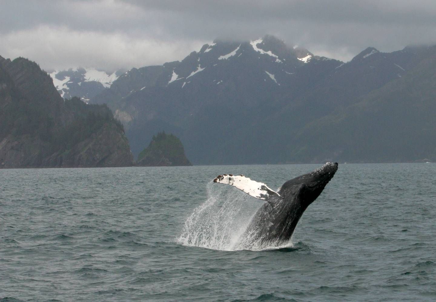 Resurrection Bay Whale