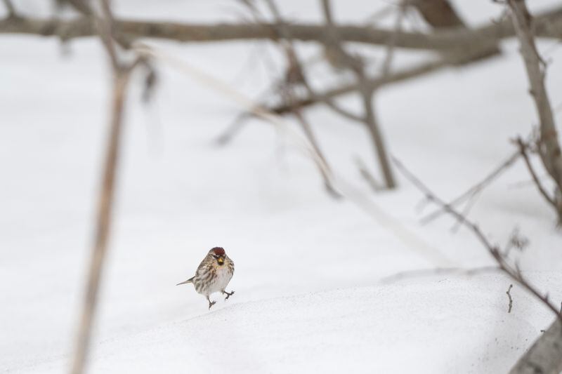 A redpoll hops on the surface of the snow along the Campbell Creek greenbelt. Redpolls, year-round residents in Alaska, have been abundant in the Anchorage area and voracious visitors to bird feeders. (Marc Lester / ADN)