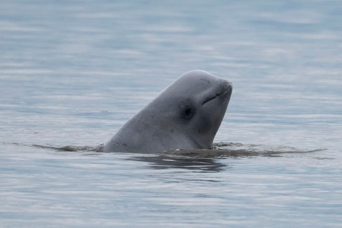File - In this Aug. 25, 2017, file photo, provided by NOAA Fisheries, a newborn beluga whale calf sticks its head out of the water in upper Cook Inlet, Alaska. Two environmental groups gave formal notice Friday, Jan. 31, 2020, that they will sue to protect endangered Alaska beluga whales from oil and gas operations. (NOAA Fisheries via AP, File)