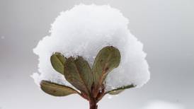Plants in Alaska survive brutal winter conditions. Here’s how.