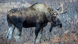 Moose hunter accidentally shoots man on toilet in Norway