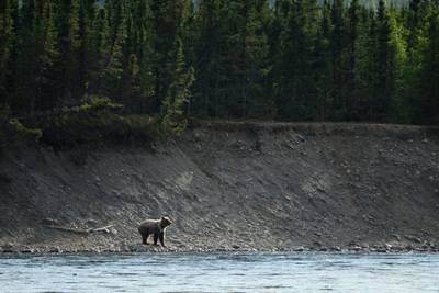 State appeals in federal court for right to bait brown bears in Kenai National Wildlife Refuge