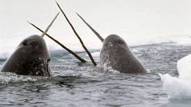 US, Canada allege illegal narwhal tusk smuggling