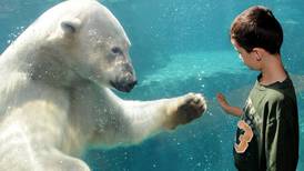 Polar bear scientist: Why I care about zoos
