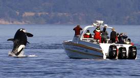 A female orca appears to be teaching others to attack boats 