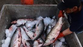 Documentary by Alaskan spotlights environmental effects of fish farms