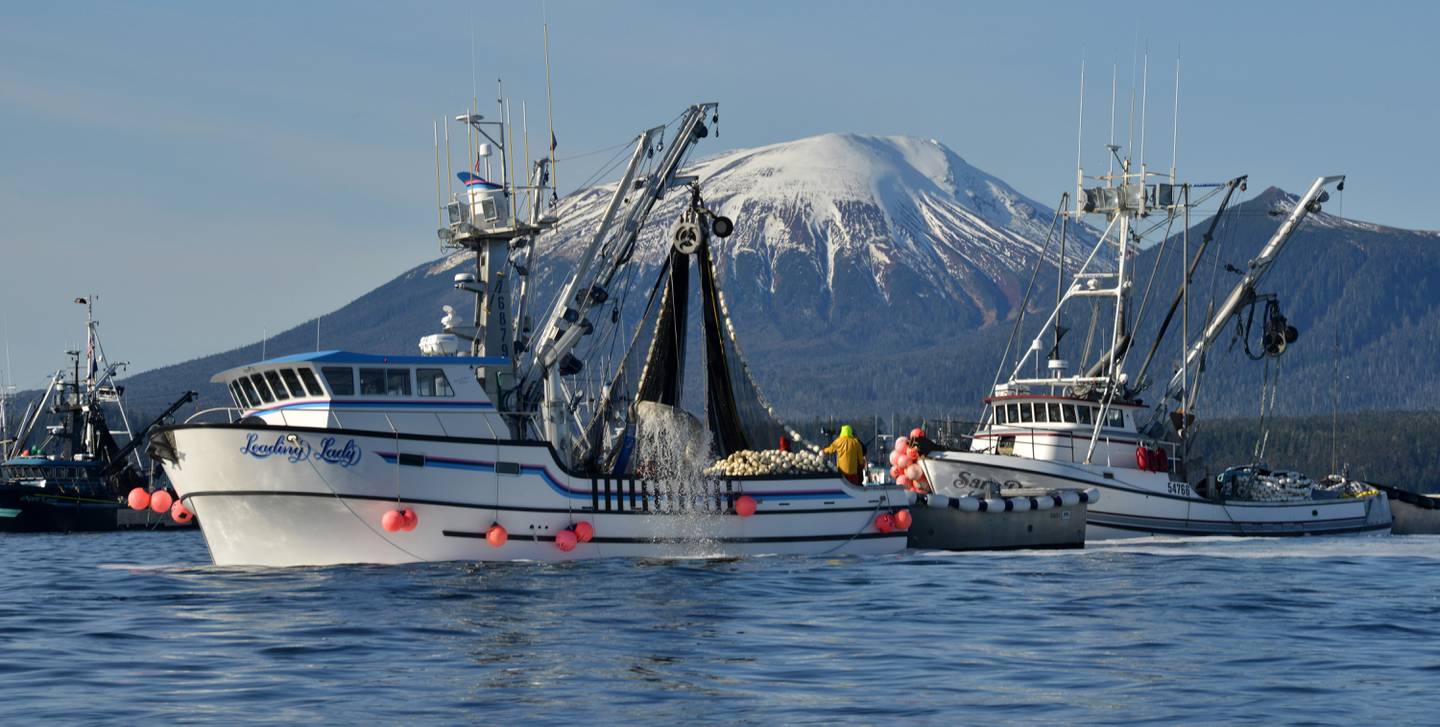 Sitka herring