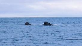 An Alaska fisherman took what may be the first photos of right whales in the Bering Sea in winter.