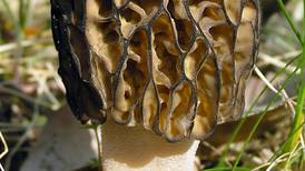 Foraging for Alaska wild mushrooms