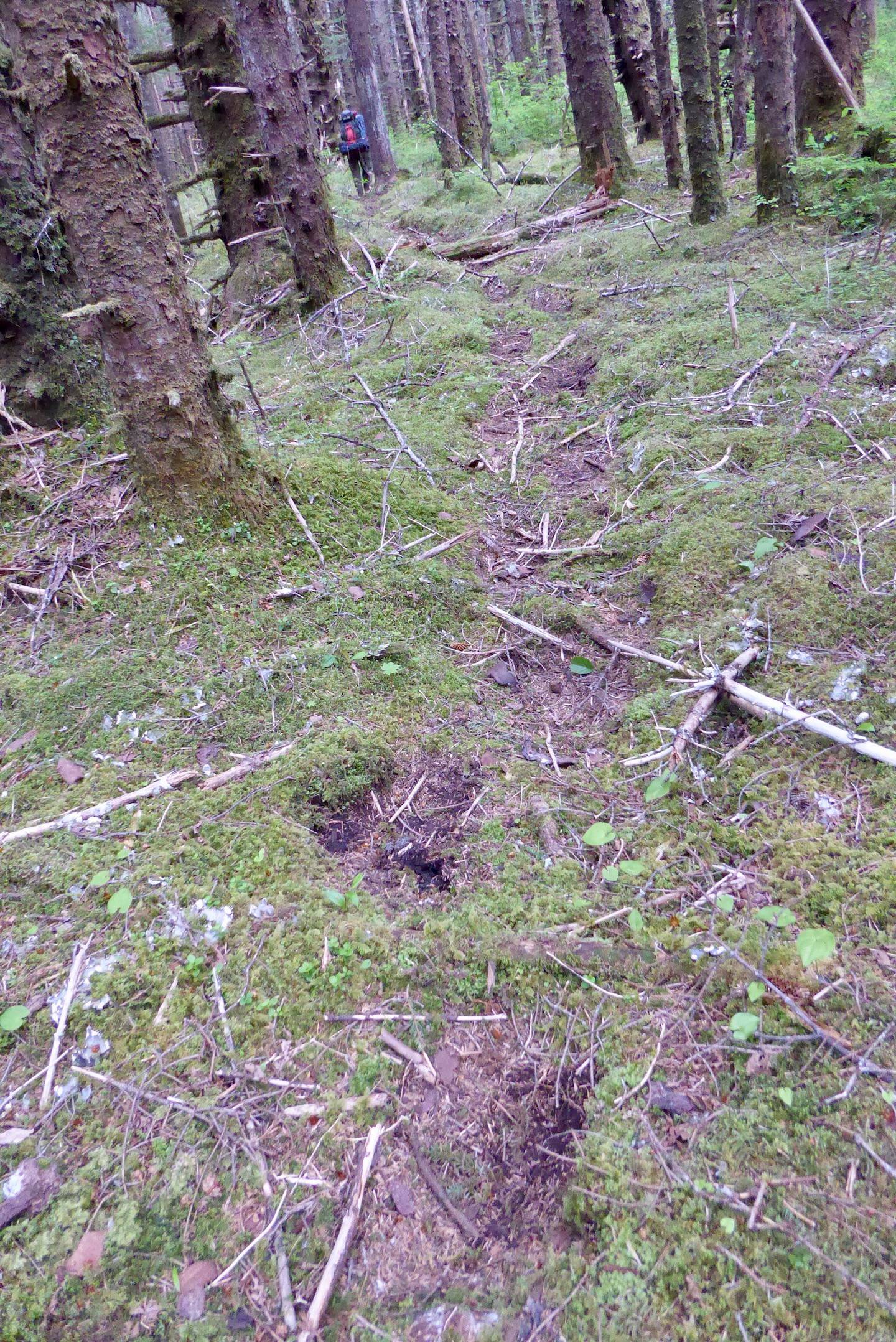Researchers follow a grizzly bear trail in the forest just off the Lost Coast of Southeast Alaska, north of Lituya Bay