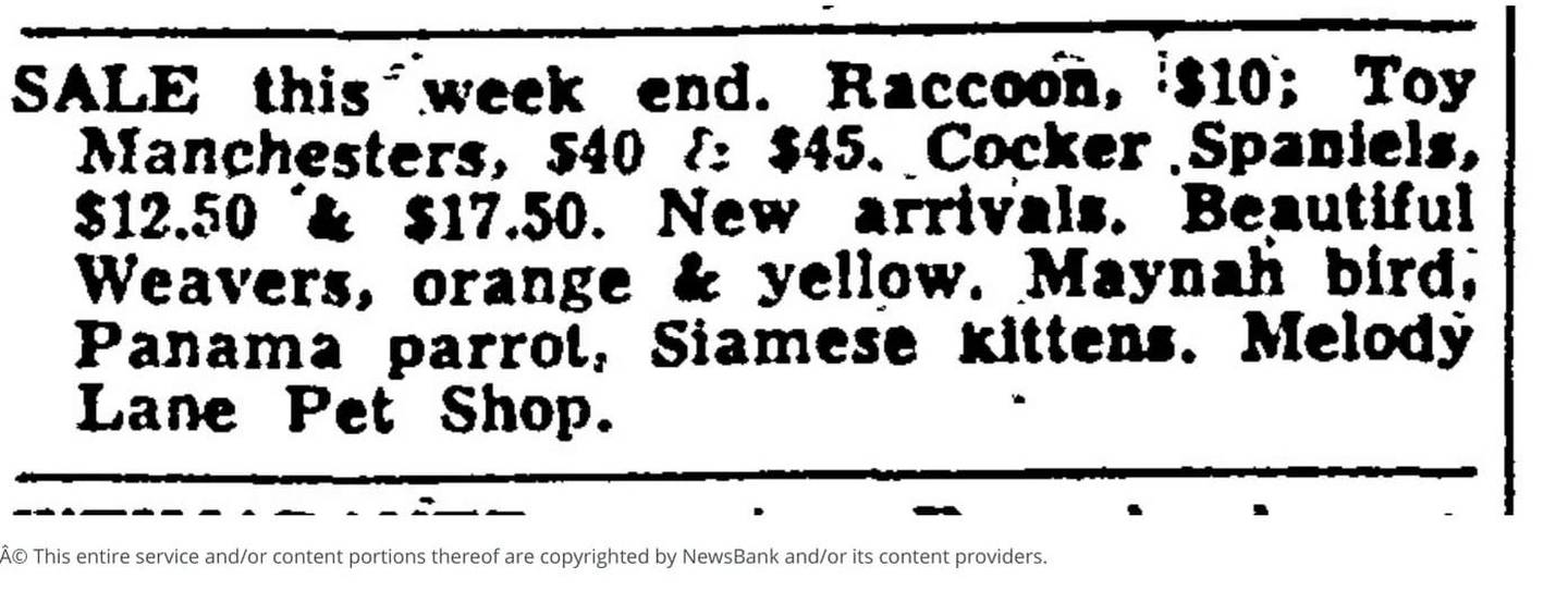 An Oct. 22, 1954 advertisement in the Anchorage Daily Times for various animals including a raccoon.