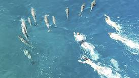 Hawaii authorities say 33 snorkelers harassed dolphins off Big Island