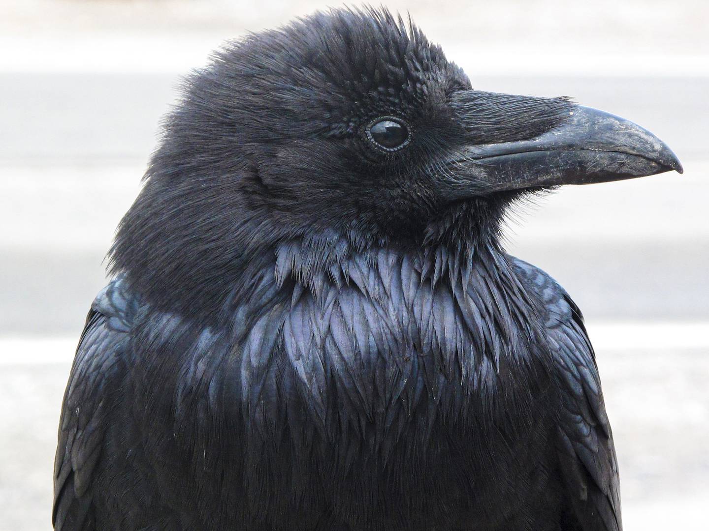 Ravens like this one inspire people to respond to their calls, and sometimes to pick up a pencil