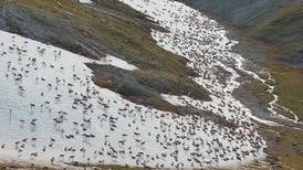 State warns of possible harvest reductions for Alaska's largest caribou herd