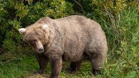 Fat Bear Week is on: Here’s a guide to Katmai’s bulky bruins and how to vote for your favorite