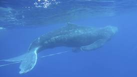 Young humpback whale freed from fishing gear off Hawaii 