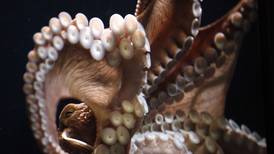 Book review: Alaska octopus researcher takes readers into its fascinating world
