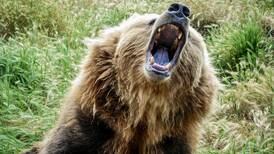 Grizzly bear chows down on  black bear near Canadian hiking trail