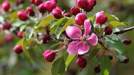 Impatient for the blooms of spring? Try forcing branches indoors.