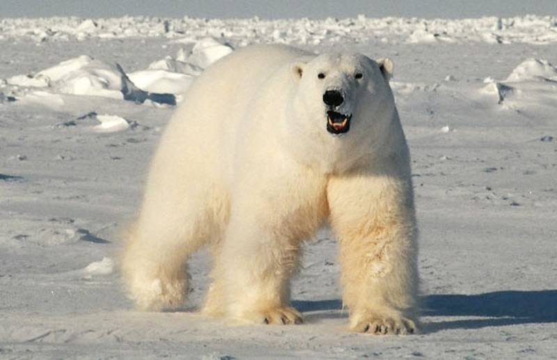 Погода медведов. Гигантский белый медведь. Медведь большой белый. Самый огромный белый медведь. Гигантские Полярные медведи.