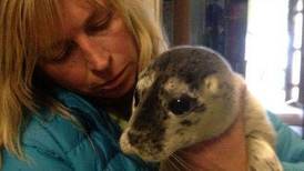 Orphaned newborn seal proves too hard to resist