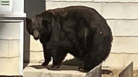 Hank the Tank, a California black bear who invaded 21 homes, is finally captured