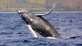 Burgeoning humpback whale population leads to call for easing protections