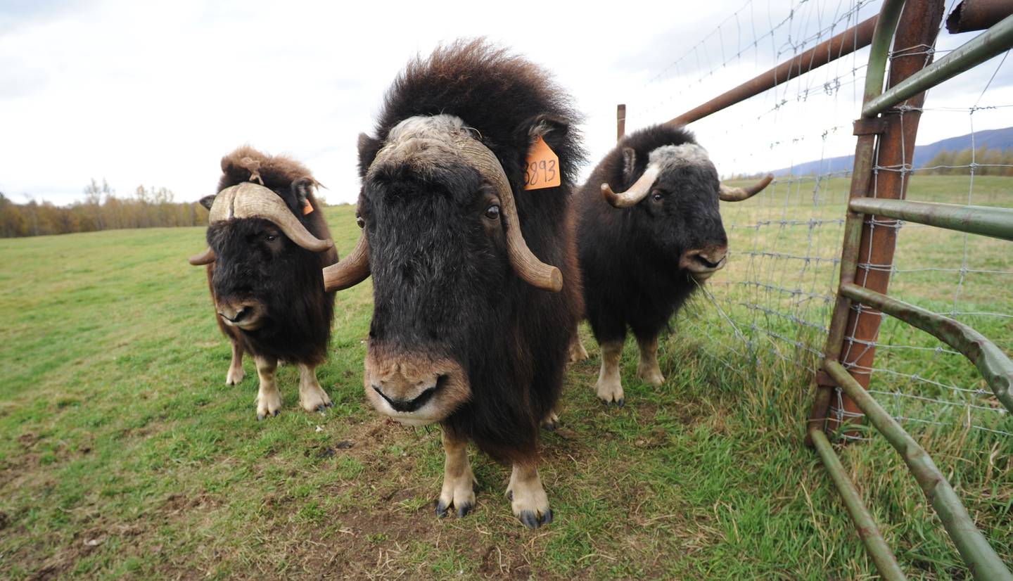 Musk Ox Farm property is now permanently protected