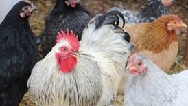 Creating a coop: Here’s a guide to raising your own chickens