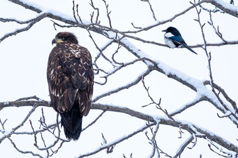 An immature bald eagle and a magpie sit in a tree overlooking open water at Eastchester Lagoon on Tuesday, April 2, 2024 in Anchorage. (Loren Holmes / ADN)