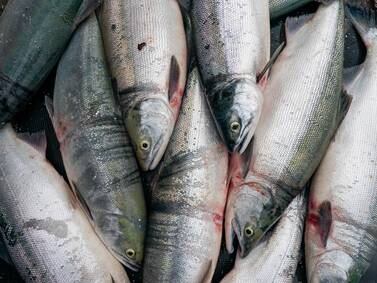 Alaska Senate proposes $7.5 million aid package for struggling fish processors