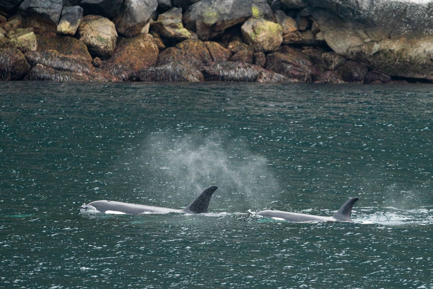 Kenai Fjords National Park, Resurrection Bay, killer whale, orca, orca whale