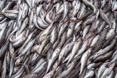 Alaska fishermen, city officials seek broader Russia seafood boycott to benefit state and Ukraine 