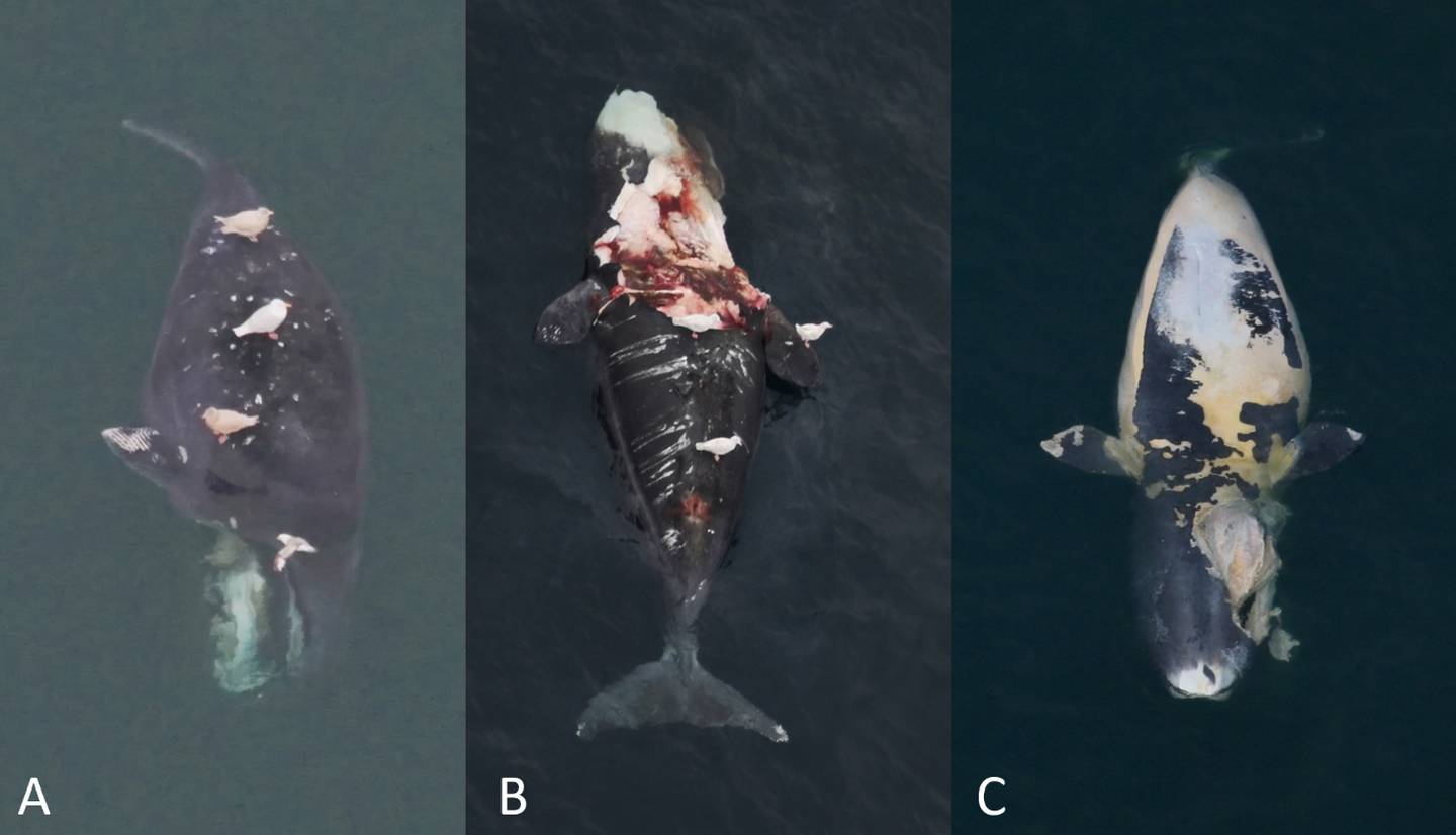 bowhead whale carcasses