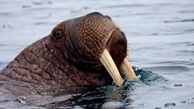 Microplastics found in body tissues of walruses harvested by Alaska hunters