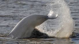 Manitoba wants protection for Hudson Bay belugas