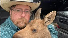 Canadian oil worker says he saved a moose calf from a bear, and it got him fired