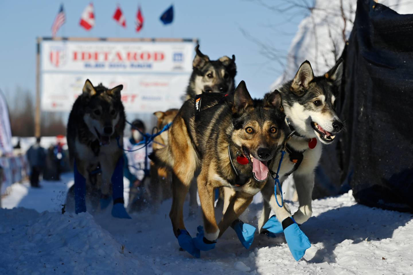 Iditarod 2021, Iditarod Trail Sled Dog Race, Willow, musher