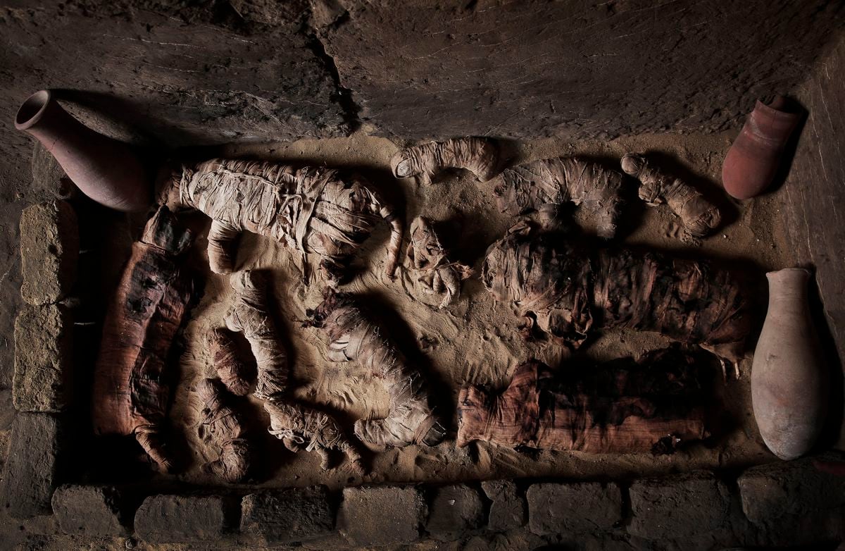 Archaeologists discover dozens of cat mummies in an 