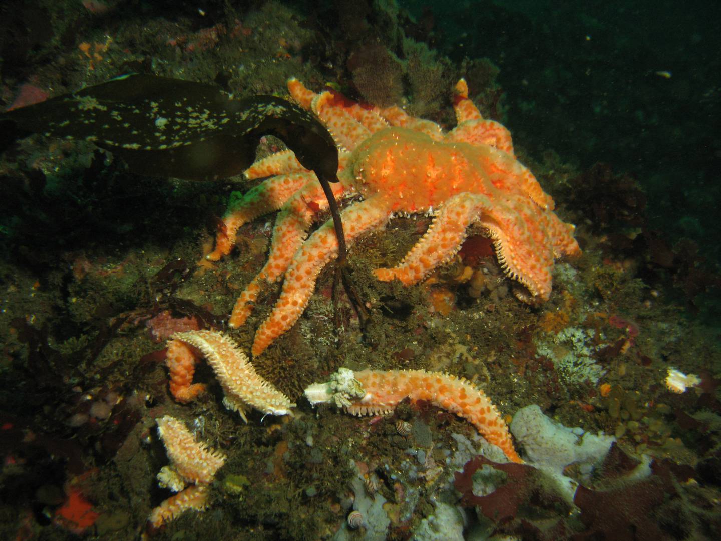 Alaska Beacon sunflower sea star protections