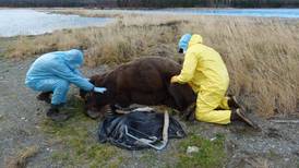 Lab pinpoints cause of 1 Katmai bear death; other remains unknown