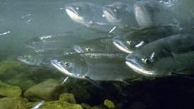 Probing the link between wild, hatchery salmon in Prince William Sound