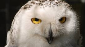 Influx of snowy owls thrills and baffles birders