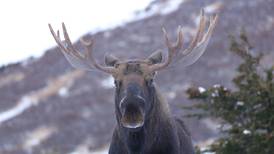 A moose, a camera and a cautionary tale 