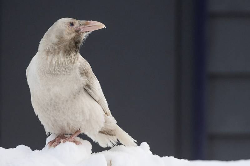 The white raven has left Anchorage, but its many fans remain hopeful